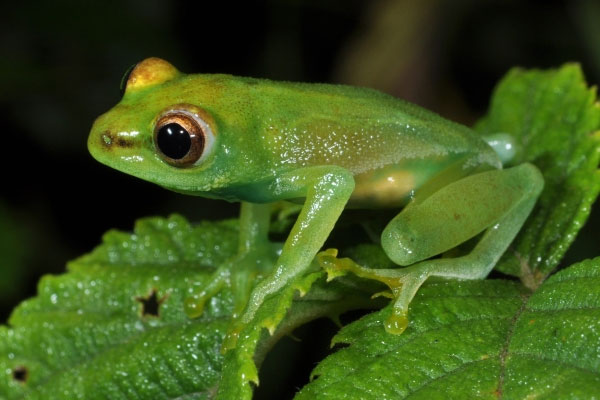 Picture 8 of 10 more amphibian species discovered