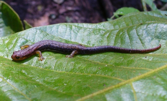 Picture 9 of 10 more amphibian species discovered
