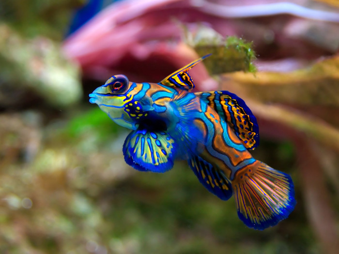 Picture 1 of 10 most beautiful animals in the world