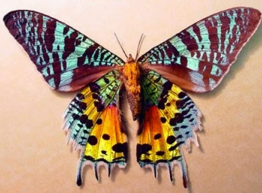 Picture 10 of 10 most beautiful animals in the world