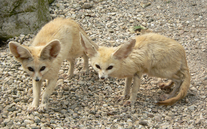 Picture 2 of 10 most beautiful animals in the world