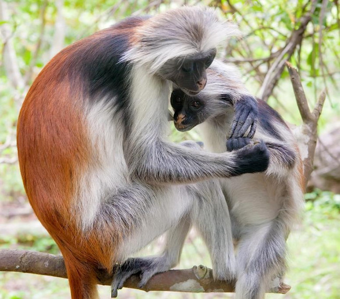 Picture 4 of 10 most beautiful animals in the world