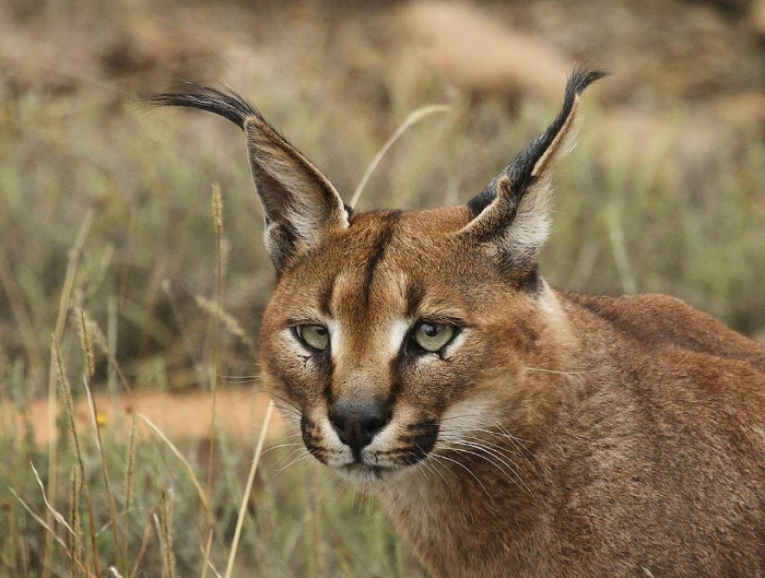 Picture 5 of 10 most beautiful animals in the world