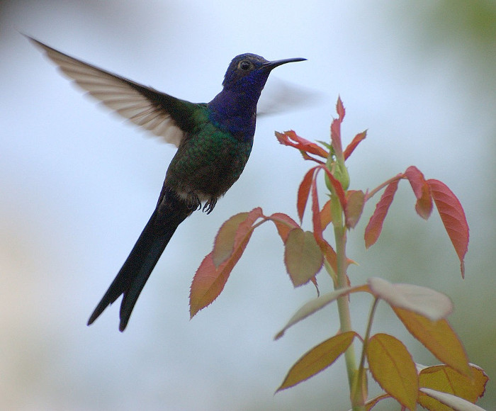 Picture 7 of 10 most beautiful animals in the world