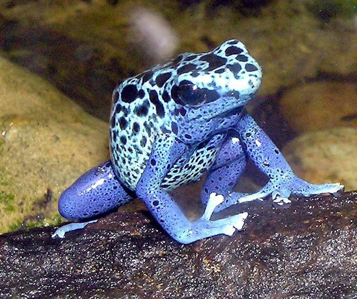 Picture 8 of 10 most beautiful animals in the world