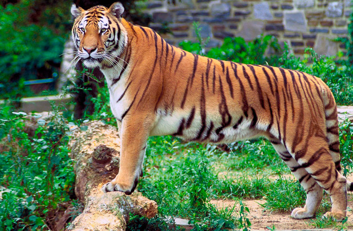 Picture 9 of 10 most beautiful animals in the world