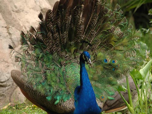 Picture 10 of 10 most beautiful birds on the planet