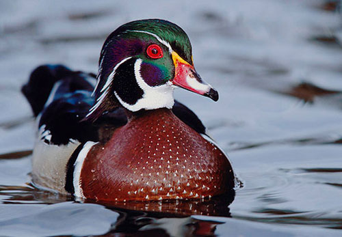 Picture 5 of 10 most beautiful birds on the planet