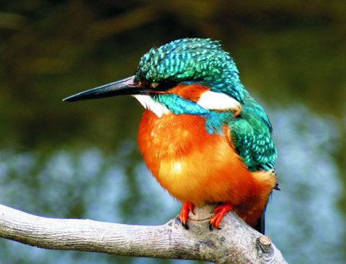 Picture 6 of 10 most beautiful birds on the planet