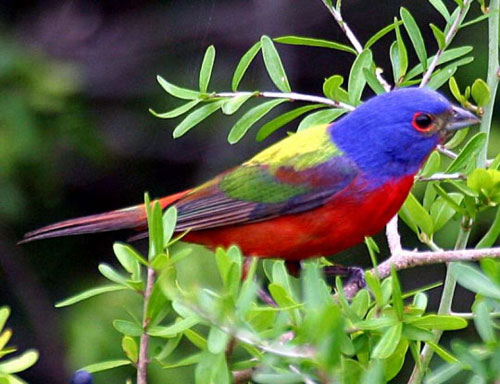 Picture 7 of 10 most beautiful birds on the planet