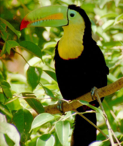 Picture 8 of 10 most beautiful birds on the planet