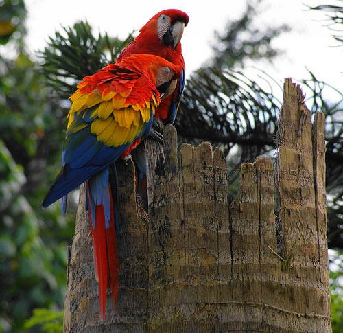 Picture 9 of 10 most beautiful birds on the planet