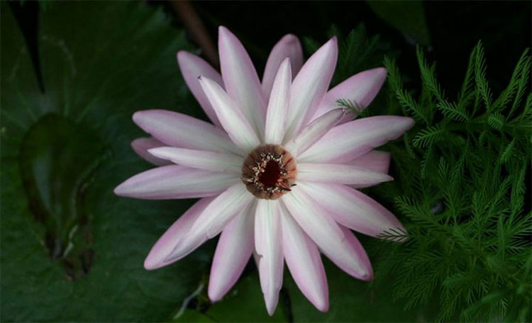 Picture 5 of 10 most beautiful flowers in the world