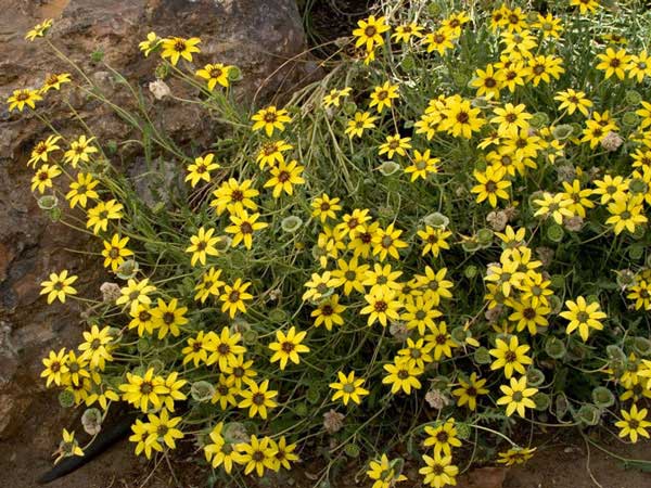 Picture 6 of 10 most beautiful flowers in the world