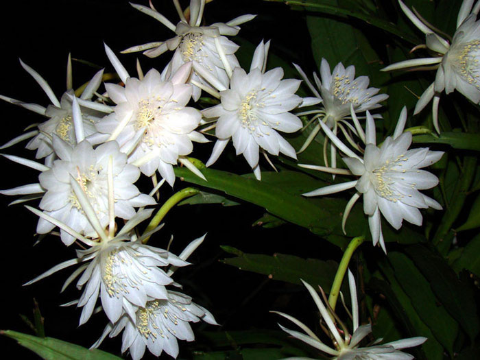 Picture 7 of 10 most beautiful flowers in the world