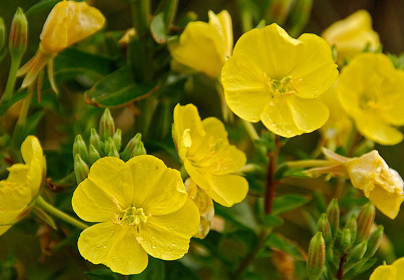 Picture 8 of 10 most beautiful flowers in the world