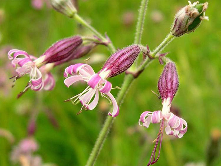 Picture 9 of 10 most beautiful flowers in the world