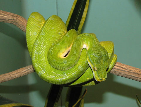 Picture 1 of 10 most beautiful snakes on the planet
