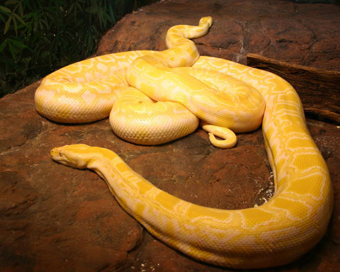 Picture 10 of 10 most beautiful snakes on the planet