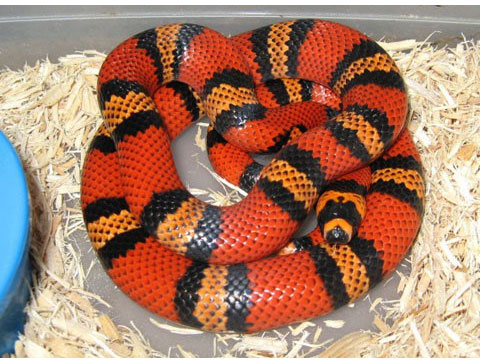 Picture 2 of 10 most beautiful snakes on the planet