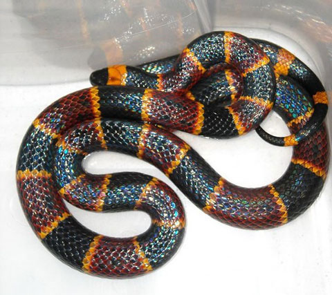Picture 3 of 10 most beautiful snakes on the planet