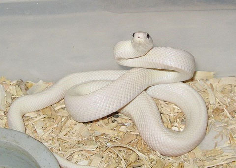Picture 4 of 10 most beautiful snakes on the planet