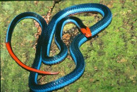 Picture 5 of 10 most beautiful snakes on the planet