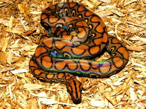 Picture 6 of 10 most beautiful snakes on the planet