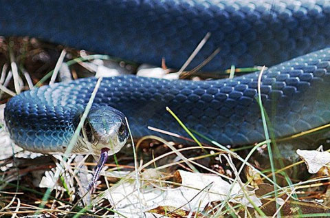 Picture 7 of 10 most beautiful snakes on the planet