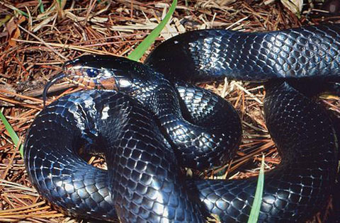 Picture 8 of 10 most beautiful snakes on the planet