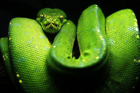 Picture 9 of 10 most beautiful snakes on the planet