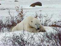 Picture 3 of 10 most dangerous animals in the world