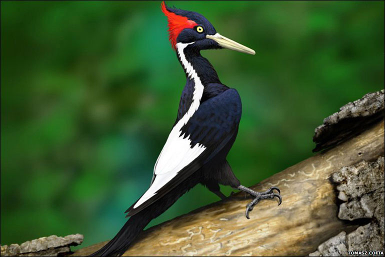 10 most dangerous animals on the planet images 1