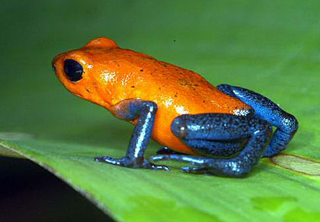 Picture 10 of 10 most dangerous animals on the planet