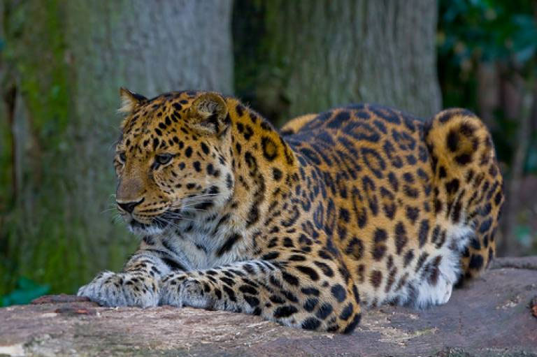 10 most dangerous animals on the planet images 2