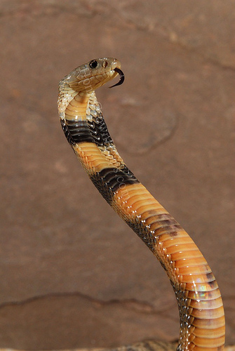 Picture 2 of 10 most dangerous animals on the planet