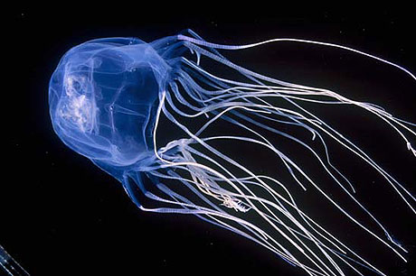 Picture 3 of 10 most dangerous animals on the planet