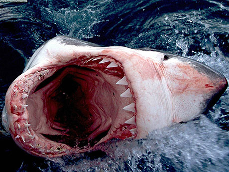 Picture 4 of 10 most dangerous animals on the planet