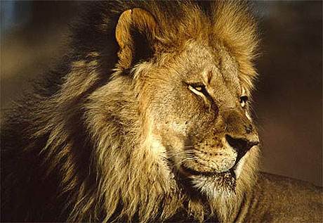 Picture 5 of 10 most dangerous animals on the planet