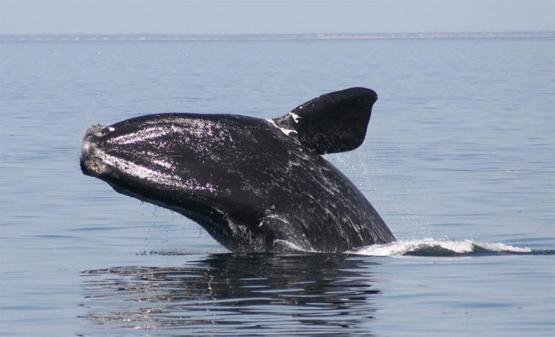 10 most dangerous animals on the planet images 5
