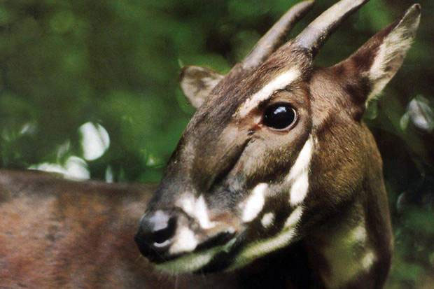 10 most dangerous animals on the planet images 6
