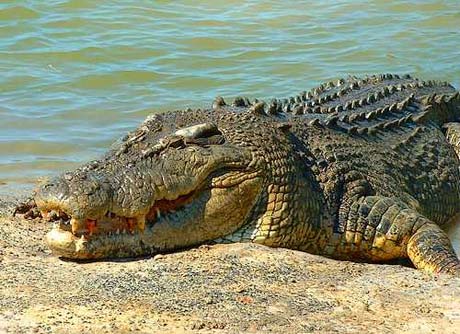 Picture 6 of 10 most dangerous animals on the planet