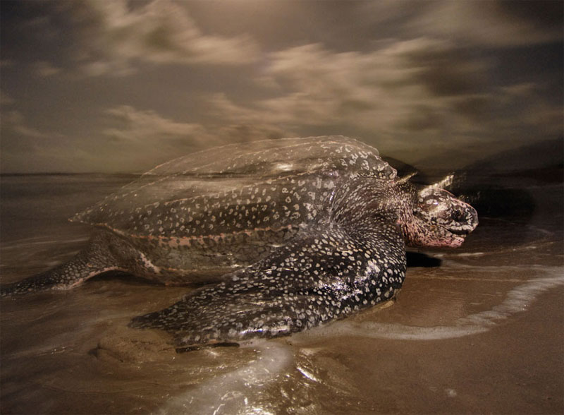 10 most dangerous animals on the planet images 7