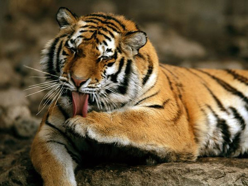 10 most dangerous animals on the planet images 8