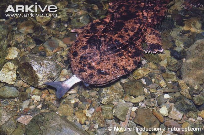 10 most dangerous animals on the planet images 9