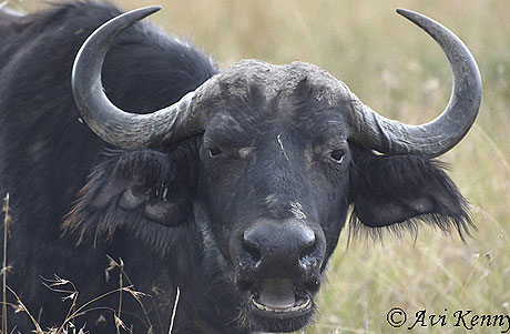 Picture 9 of 10 most dangerous animals on the planet