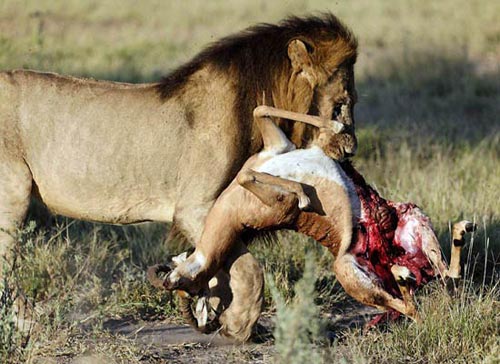 Picture 9 of 10 most dangerous predators
