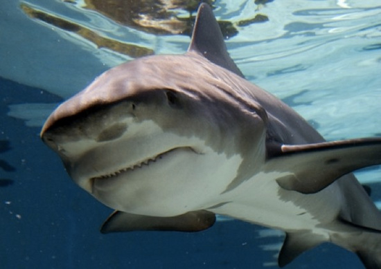Picture 10 of 10 most dangerous species of freshwater aquatic monsters in the world