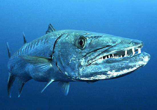 Picture 4 of 10 most dangerous species of freshwater aquatic monsters in the world