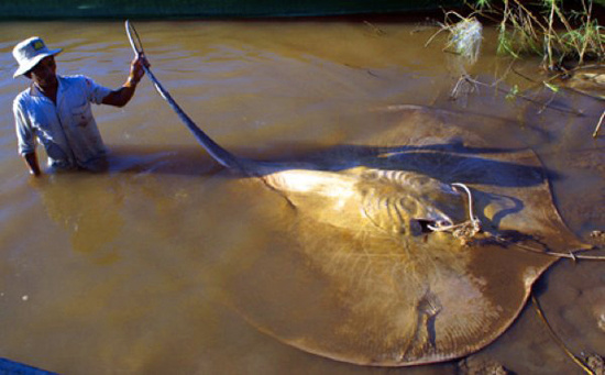 Picture 6 of 10 most dangerous species of freshwater aquatic monsters in the world